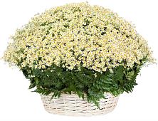 Цветочная композиция из Ромашки в корзине #REPLACE_PRED# Югорске